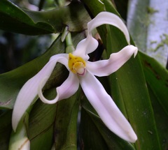Maxillariinae