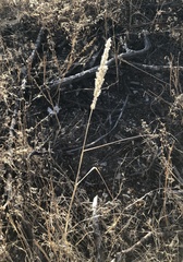 Enneapogon cenchroides