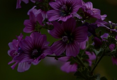 Malva arborea