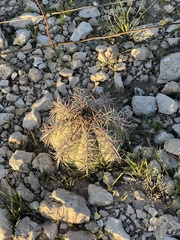 Echinocactus horizonthalonius