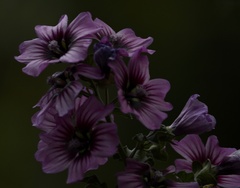 Malva arborea