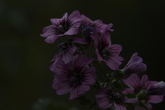 Malva arborea