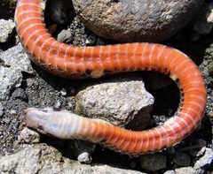 Tantilla supracincta