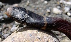 Tantilla supracincta