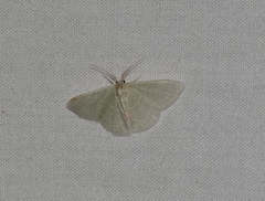 Synchlora aerata