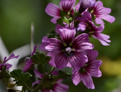 Malva arborea