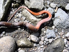 Tantilla supracincta