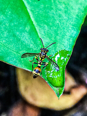 Ropalidia flavobrunnea