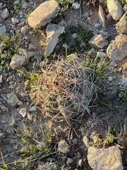 Echinocactus horizonthalonius