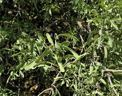 Salvadora australis