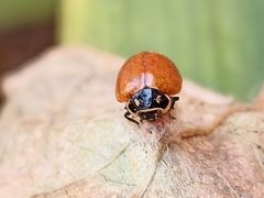 Cycloneda emarginata
