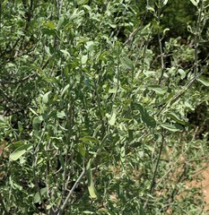 Salvadora australis
