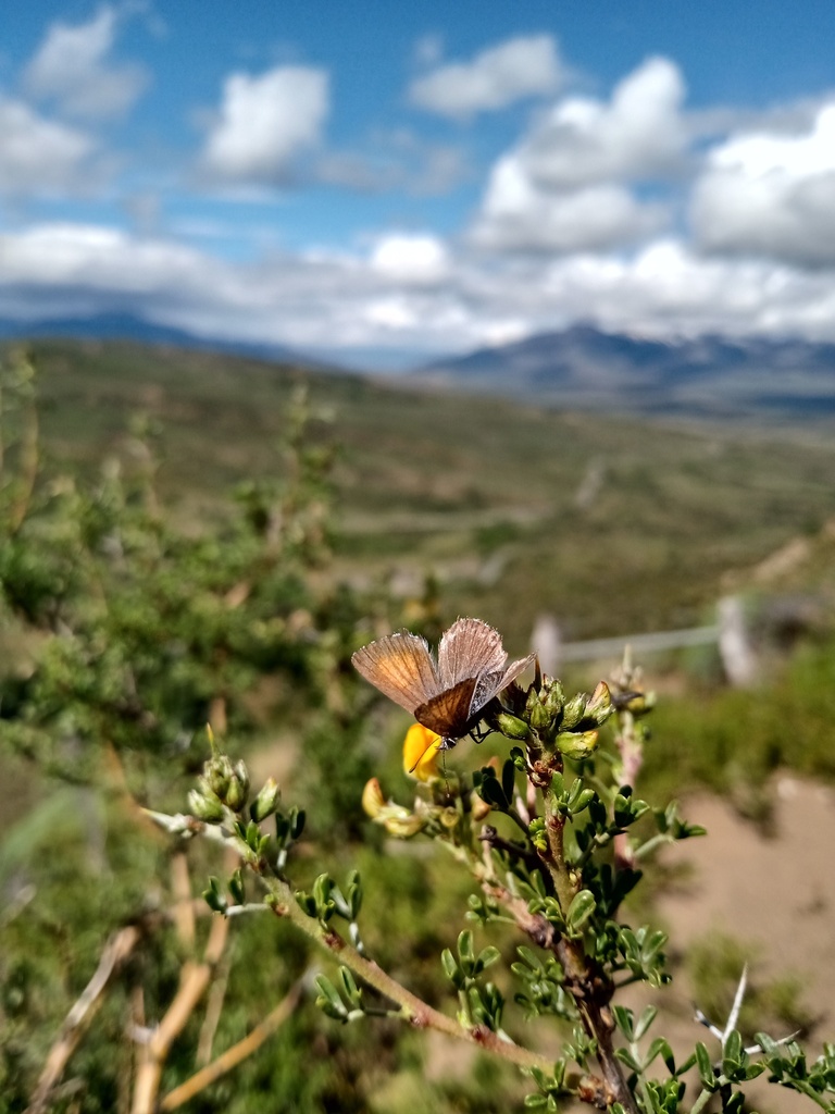 Pseudolucia from Futaleufú, Chubut, Argentina on November 10, 2022 at