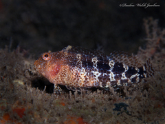 Hypleurochilus bermudensis