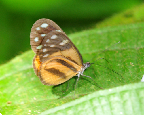 Hyposcada anchiala