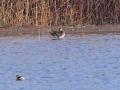 Sibirionetta formosa