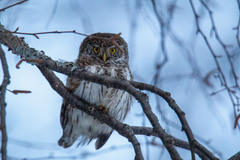 Glaucidium passerinum