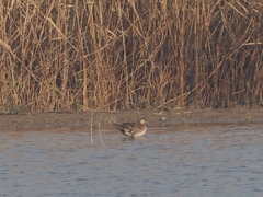 Sibirionetta formosa