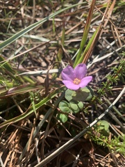 Rhexia nuttallii