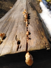 Fungi