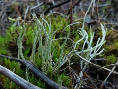 Cladonia scabriuscula