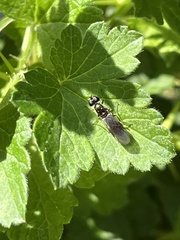 Sarginae