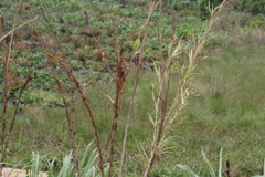 Cenchrus purpureus