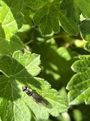 Sarginae