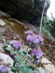 Phacelia secunda