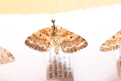 Eufidonia notataria