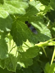 Sarginae