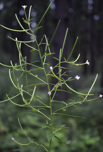 Purpleleaf willowherb (Epilobium coloratum)