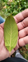 Aiouea montana