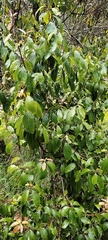 Aiouea montana