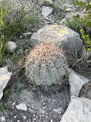 Echinocactus horizonthalonius
