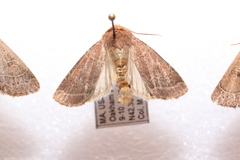 Eriopygini