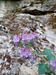 Phacelia secunda