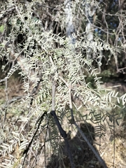 Prosopis laevigata