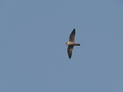 Falco peregrinus