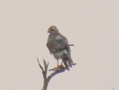 Melierax canorus argentior