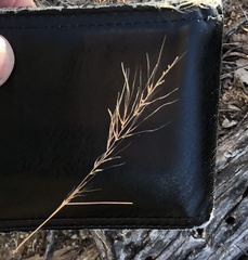 Muhlenbergia microsperma