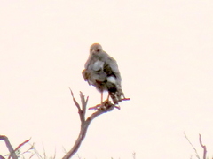 Melierax canorus argentior