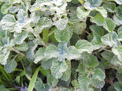 Marrubium
