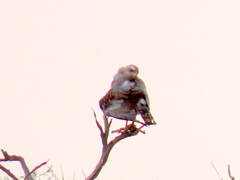 Melierax canorus argentior