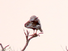 Melierax canorus argentior