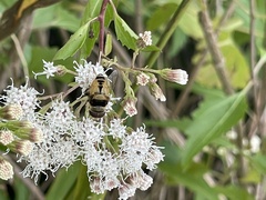 Palpada pusilla