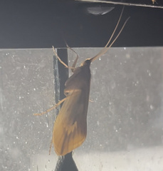 Platycentropus radiatus