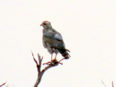 Melierax canorus argentior