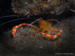 Stenopus scutellatus