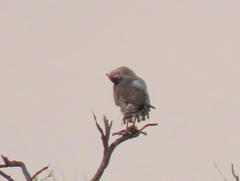 Melierax canorus argentior